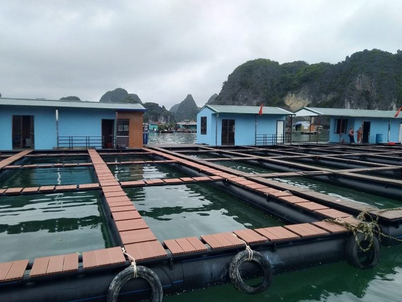Floating lobster farms in Vinh Hy