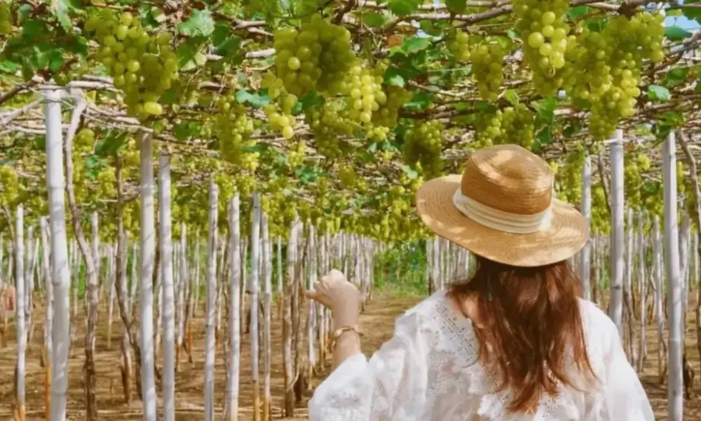 Panoramic view of Thai An vineyards under bright sunshine
