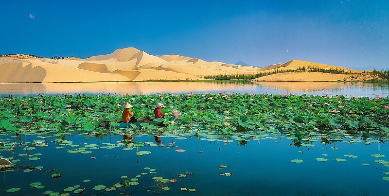 Panorama of lotus pond surrounded by sand dunes
