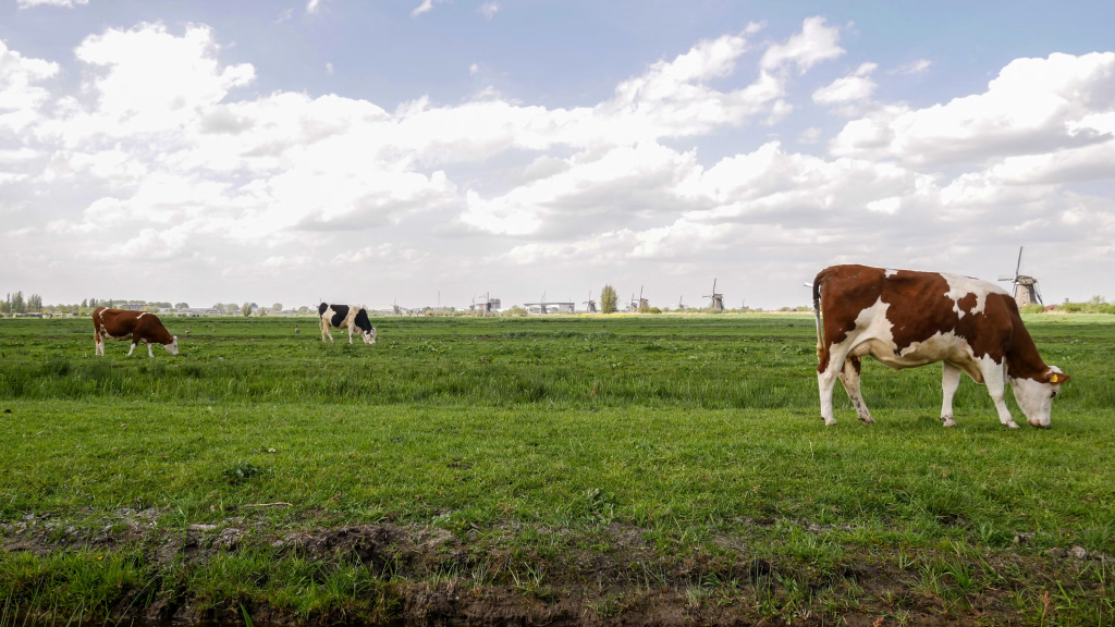 Dairy cows grazing on green fields